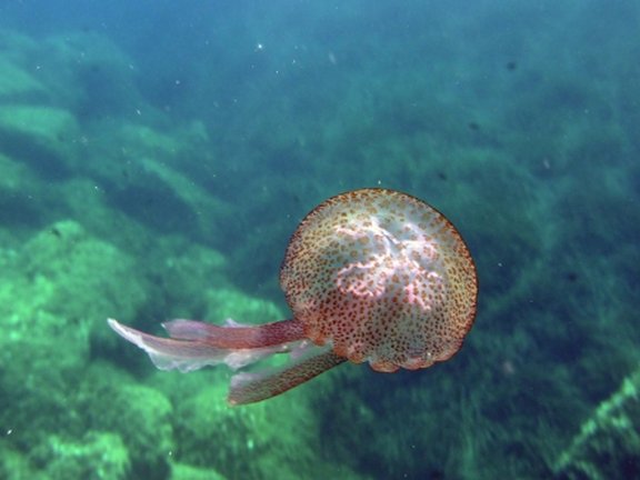 a medusa swimming in the calvi bay