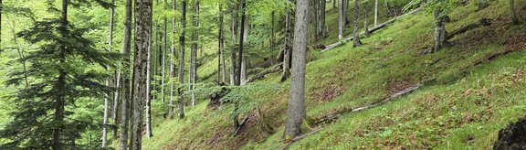 Montane fir-spruce-beech forest with lying deadwood