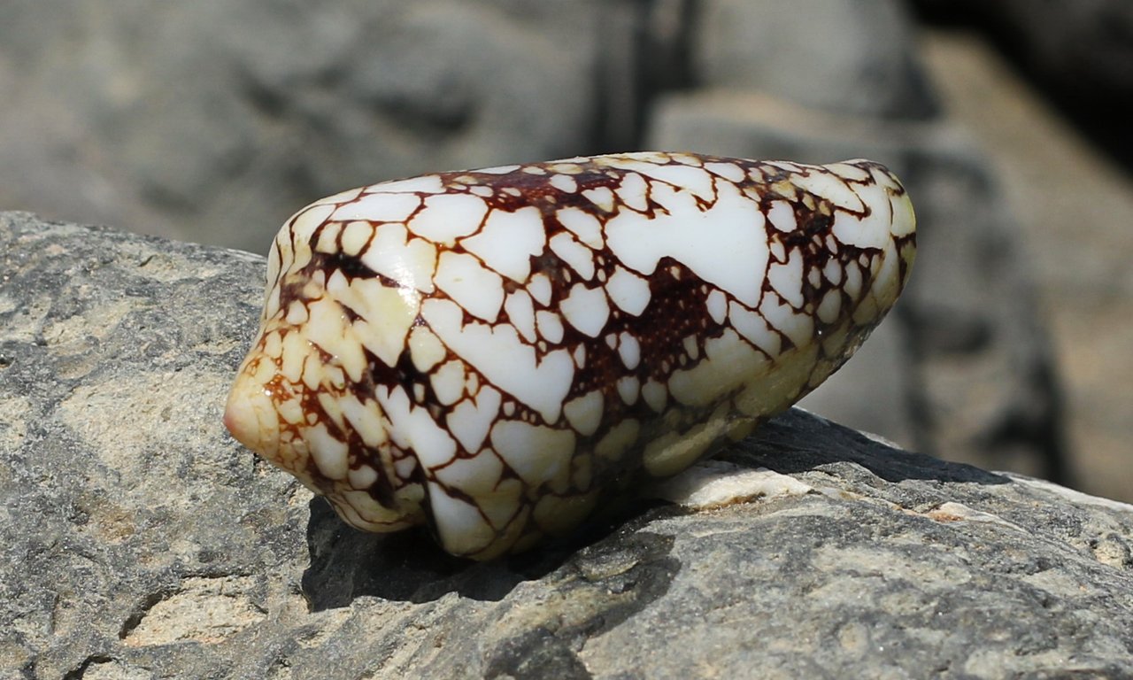 Kegelschnecke