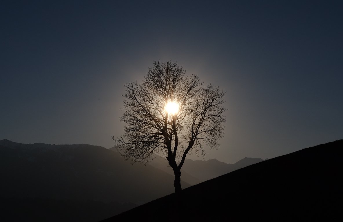 Die Abendsonne scheint durch einen einzelnen Baum, der auf einer Kuppe steht. Die Landschaft drumherum ist dunkel.