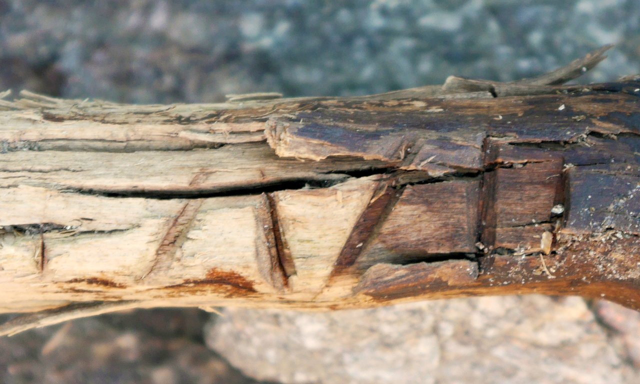 holzstueck_1800x1080.jpg