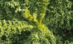 Symbolbild Salatkopf für Inge Hochschulgarten