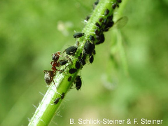 Eine symbiotische Beziehung: Die Ameise Lasius niger beim Betreuen/Melken von Blattläusen