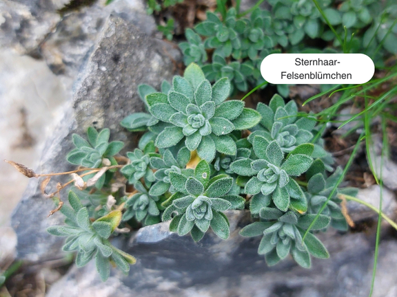 Sternhaar-Felsenblümchen am Tamischbachturm