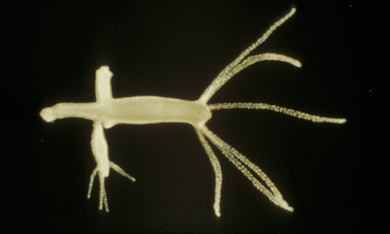 Hydra