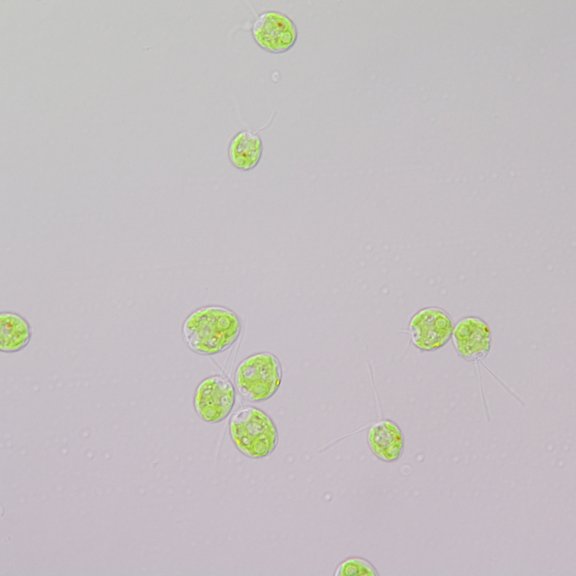 Chlamydomonas reinhardtii under the microscope
