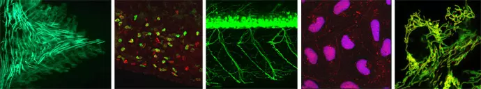 live cell imaging collage