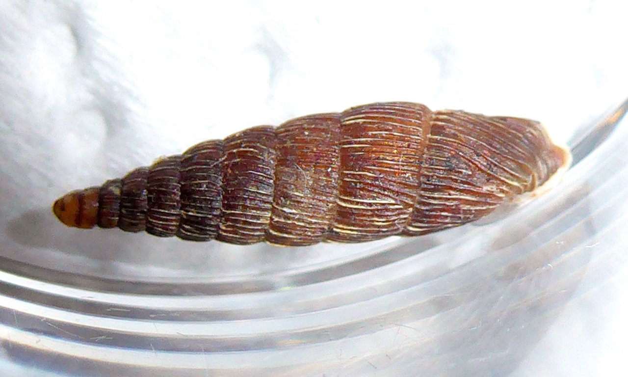 Eine Schnecke in einer Glasschale.