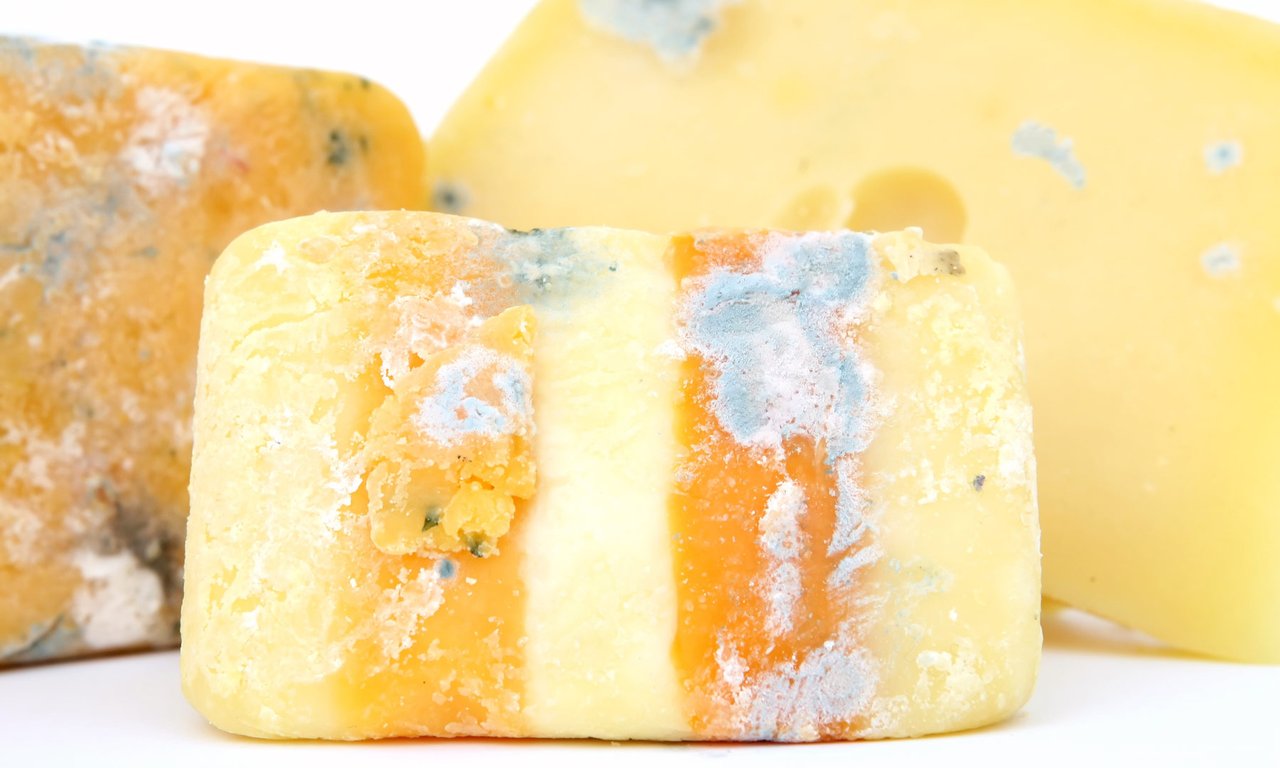 Verschimmelter Käse