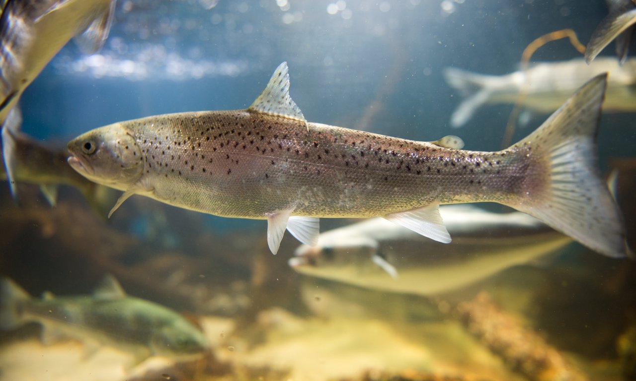 Wasserkraftturbinen können Fische auf ihren Wanderungen gefährden.