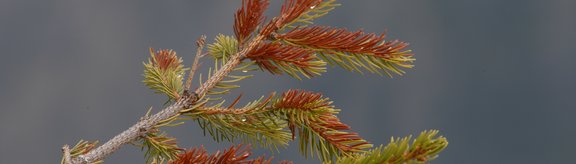Banner_drought damage on conifer branch