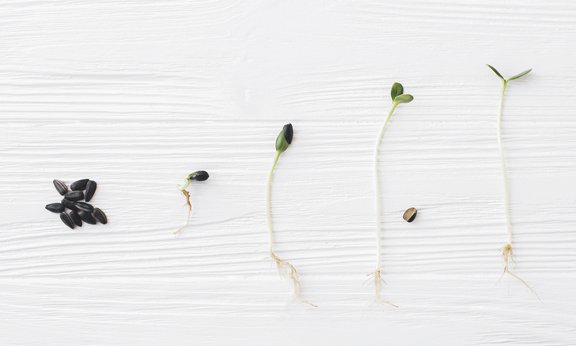 Entwicklung vom Samen zur Pflanze