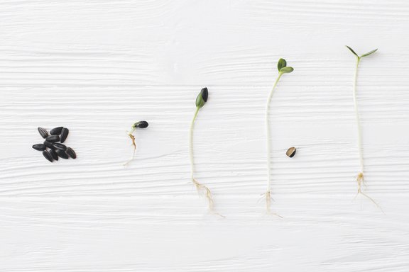 Entwicklung vom Samen zur Pflanze
