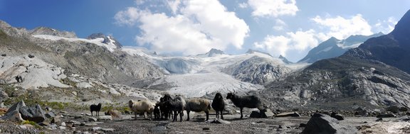 Panorama Umbalkees mit Schafen
