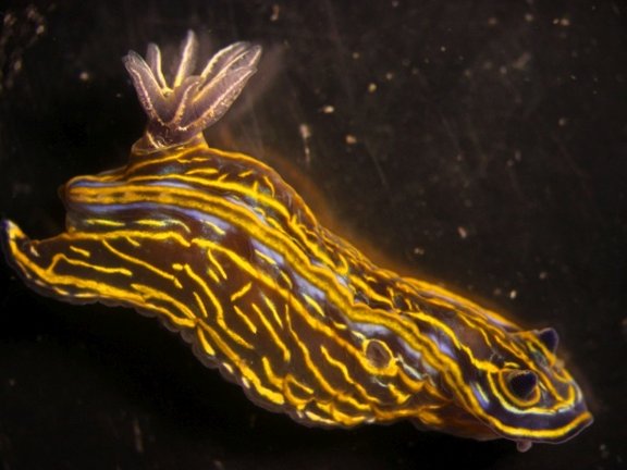 picture of an marine flatworm