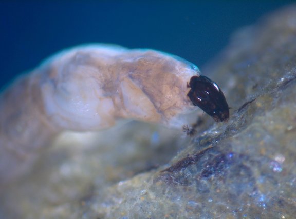 Close-up of a water larva