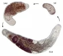 Regeneration Cycle of Macrostomum lignano