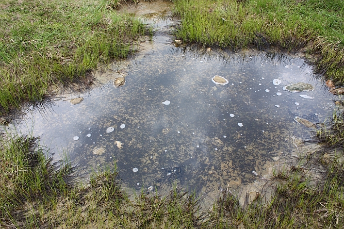 Tadpole pond near Giglachsee