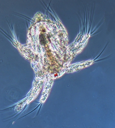 Nauplius Wirpitschsee