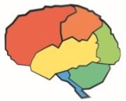 schematische Ansicht eines Gehirns