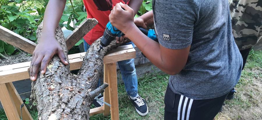 hort-impfung-pilzbrut-iii