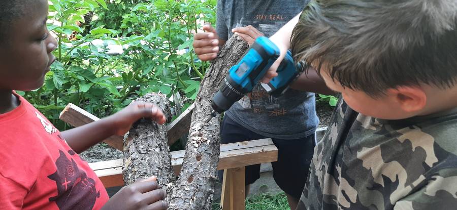 hort-impfung-pilzbrut-iv