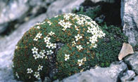 Abbildung 2: Schweizer Mannsschild (Androsace helvetica), eine Pflanze der hochalpinen und nivalen Stufe, die durch die Klimaerwärmung in Bedrängnis kommen könnte.